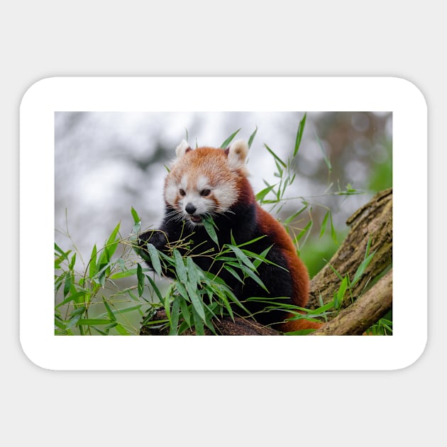 Red Panda Sticker by kawaii_shop